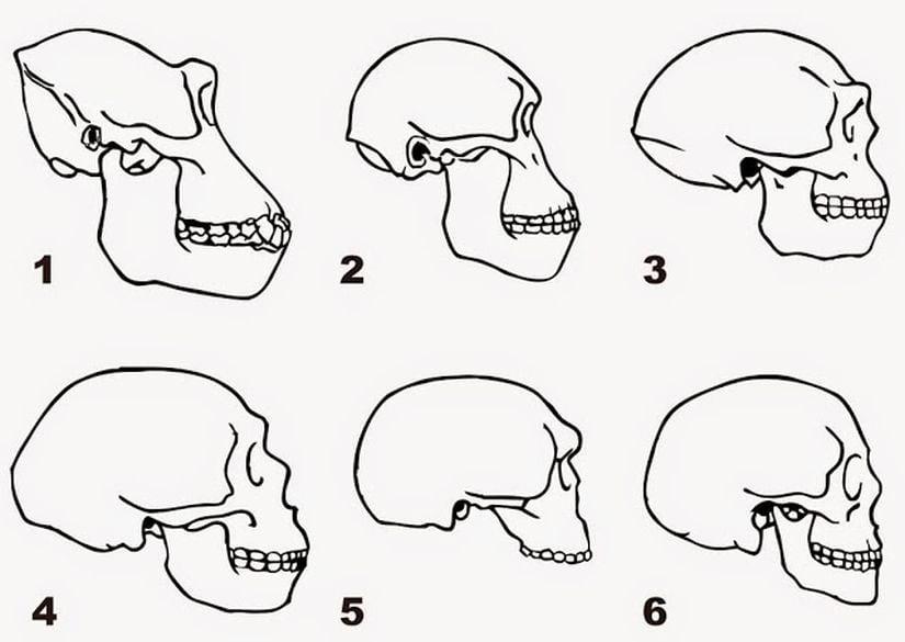 Türlerin kafatası karşılaştırması: 1. Goril 2. Australopithecus 3. Homo erectus 4. Neandertal 5. Steinheim İskeleti (en erken H. sapiens örneklerinden biri) 6. İnsan