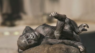 Primatlarda İri Beyinler: Sosyal Hayat mı, Beslenme mi Daha Etkili?