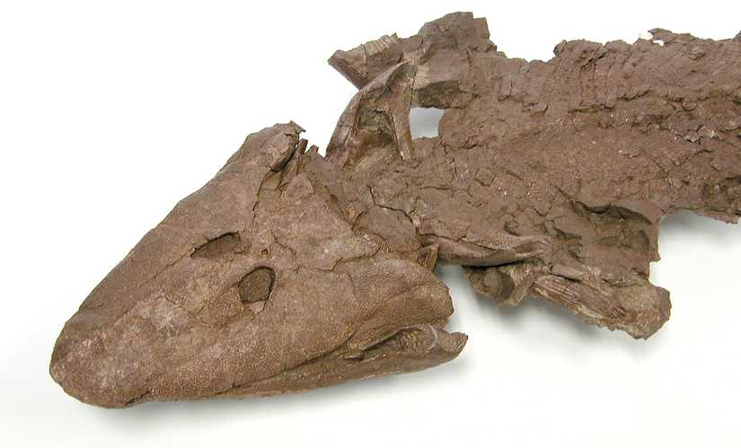 Keşfedilen Tiktaalik fosillerinden birisi