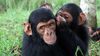 "Senin Bilmediğin Bir Şeyi Biliyorum": Şempanzeler Tehlike Anında Cahil Üyeleri Bilgilendiriyorlar!