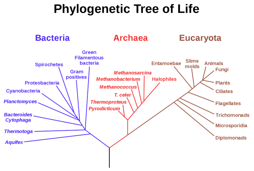 Bu ağaçta da ilk canlı, ağacın dibidir. Yukarıda da bahsettiğimiz gibi, ilk canlılar evrimleşerek milyonlarca yıl içerisinde Bacteria (bakteriler), Archaea (Akealar) ve Eukarya (Ökaryotlar) domain’lerini (biyolojik sınıflandırmanın en geniş basamağı domain’dir) oluşturmuştur. Ağacı kök kısmından başlayarak, dışarıya doğru takip ederseniz, evrim basamaklarını görebilirsiniz.