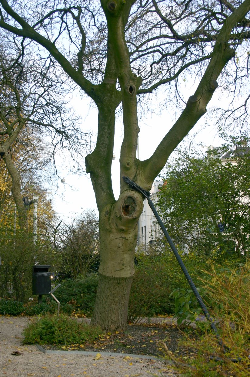 Bu fotoğrafta Fraxinus ornus türü olan ağaç, Fraxinus excelsior türünün üzerine aşılanmıştır. Cins adları aynı olan bu ağaçların türleri farklıdır.