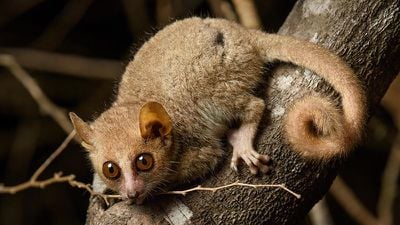 Dünyanın En Küçük Primatlarından Olan Gri Fare Lemuru, Görsel Sistemlerimizin Milyonlarca Yıllık Evrimine Işık Tutuyor!