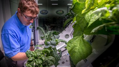 Çinli Astronotlar Yörüngede Meyve ve Sebze Yetiştirdi!