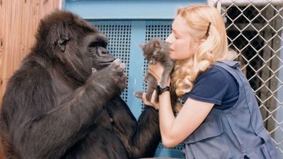 İnsan-Goril Dostluğu: Koko ile Bir Diyalog