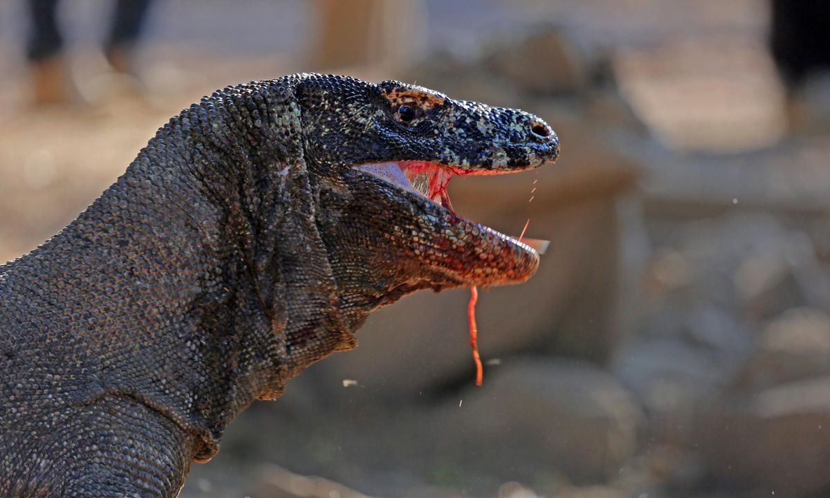 Komodo Dragons' Iron-Coated Teeth Enhance Hunting Skills