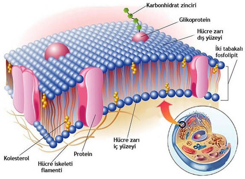 Hücre zarının sıvı mozaik modeli: Mozaik gibi hücre zarı da proteinler, fosfolipitler ve kolesterol gibi birçok farklı parçadan oluşan karmaşık bir yapıdır. Bu bileşenlerin nispi miktarları zardan zara değişir ve zarlardaki lipid türleri de değişebilir.