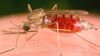 Manipülasyon Hipotezi ve Paraziter Manipülasyon: Plasmodium Cinsi Sıtma Paraziti, Anopheles Cinsi Sivrisinekleri Nasıl Kontrol Ediyor?