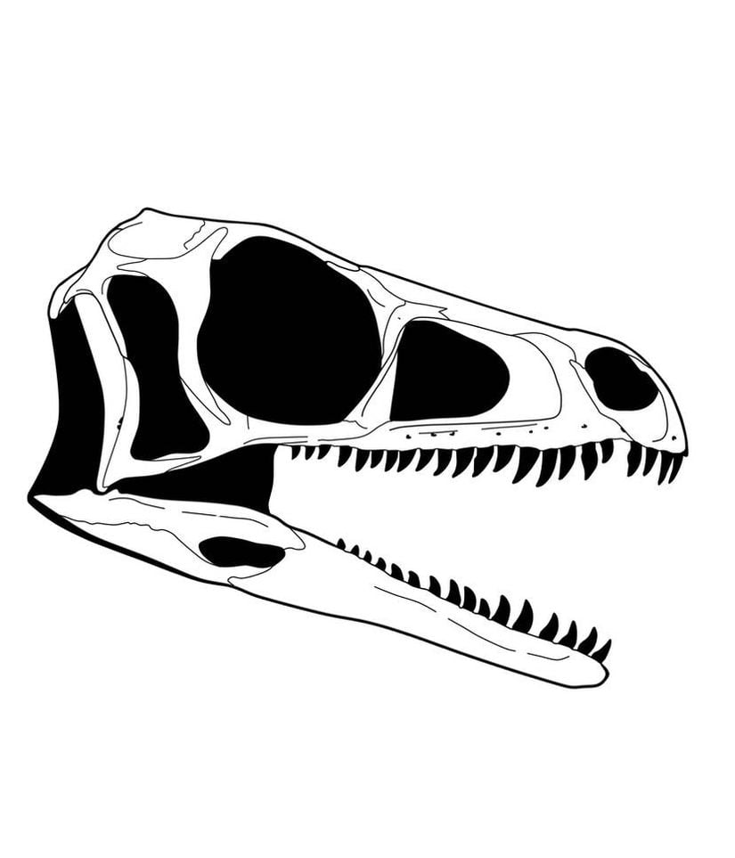 Eoraptor Kafatası