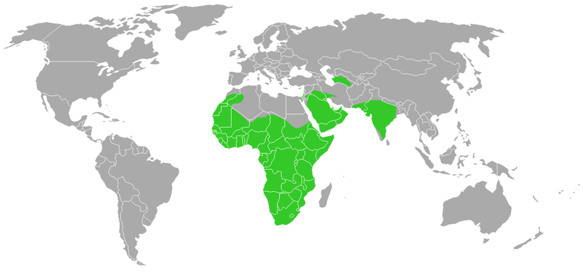 Bal porsuklarının yaşadığı bölgeler yeşil renk ile gösterilmiştir.