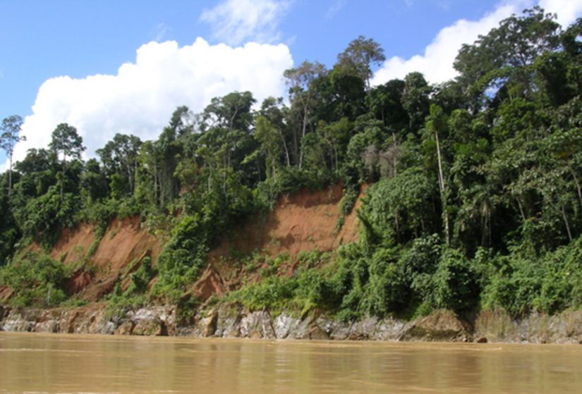 Amazon Nehri yakınlarındaki Madre de Dios ormanlarında da gözlemlenebildiği gibi tropik ıslak ormanlarda tür çeşitliliği oldukça yüksektir.