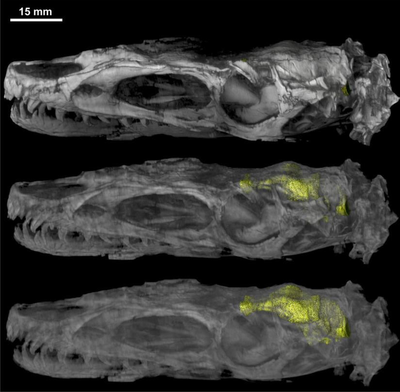 Dilong kafatasının ayrıntılı bilgisayarlı tomografi sayesinde 3D analizi.