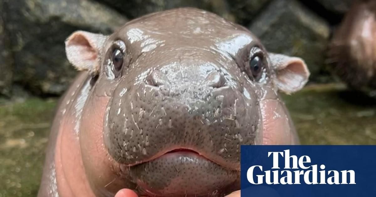 Moo Deng Captivates Hearts As Baby Hippo Goes Viral