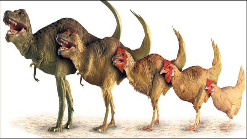 Evrim, bu şekilde çalışmaz! T. rex ile tavuklar arasında bu görseldeki türden bir ilişki yoktur!