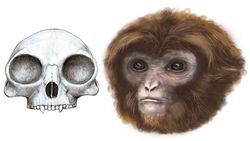 Pliobates: Kuyruksuz Maymun Evrimi Anlayışımıza Katkı Sağlayan Fosil Atamız