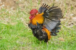 Horoz ve tavuklar, uçamamasına rağmen kanatların varlığını sürdürmesi, evrimsel süreçle nasıl açıklanabilir?