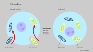 How Do Fitness Trade-offs Drive Endosymbiosis?