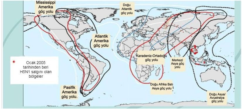 Yabani su kuşlarının başlıca göç yolları ve 2005 yılındaki H5N1 salgınları.