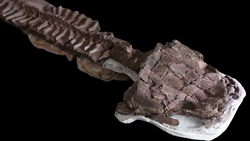 Gondwanan Geç Paleozoik Buzul Çağının En Büyük Yırtıcısı: Dev Kök Tetrapod Gaiasia jennyae.