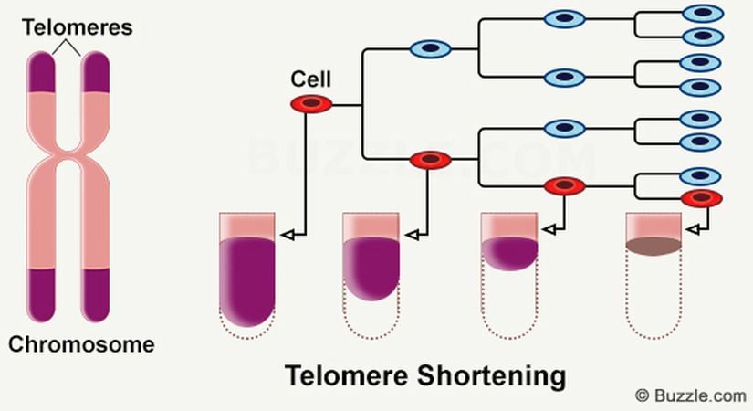 Yaş aldıkça kısalan telomerlerimiz ...