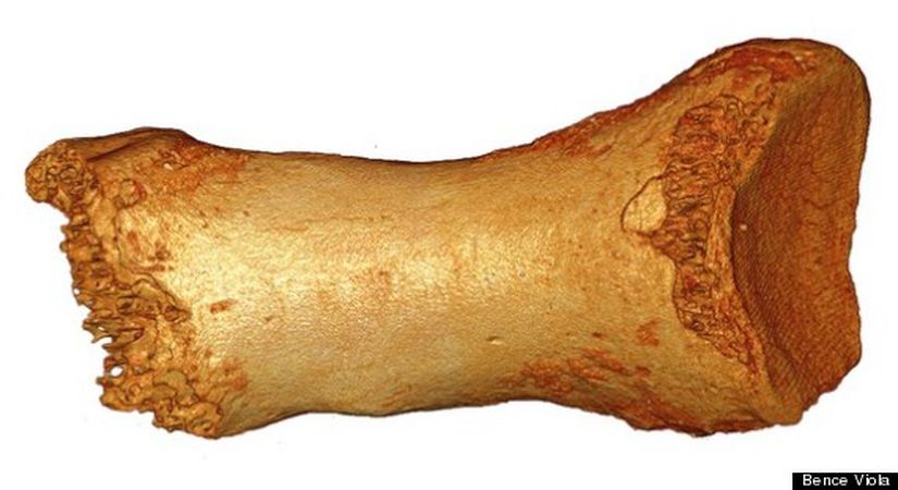 Araştırmacılar, bir Neandertal kadının ayak parmağı kemiğinden alınan örnekle ilk yüksek-kaliteli Neandertal genom dizilemesini tamamlamış bulunmakta.
