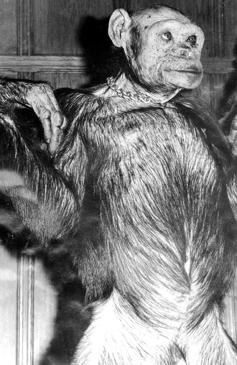 Oliver'ın bir insan-şempanze melezi olduğu iddia edilmiş; ancak genetik testler bu iddiayı çürütmüştür.