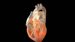 Silikondan Yapılan Yapay Kalp Normal Bir Kalp Gibi Çalışmayı Başardı!