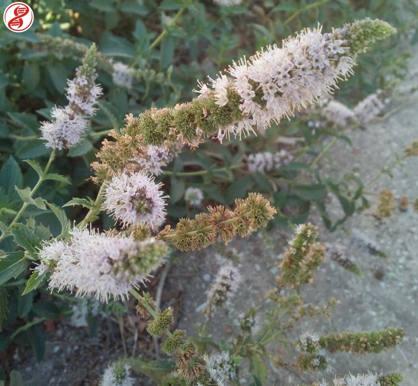 Nane (Mentha) cinsine bağlı Mızraklı nane (Mentha spicata / Mentha × piperita) çiçeği, Bursa.