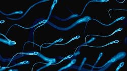 Spermlerin Dişi Vücudunda Yolculuğu!
