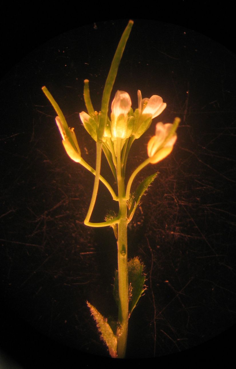 Çiçek taşıyan sapı destekleyen konsol işleviyle adlandırılan kantiller, kısa gün uzunlukları altında gecikmiş çiçeklenmenin bir sonucu olarak vahşi tip Arabidopsis'te gelişen yeni keşfedilen bitki yapılarıdır. Görüntü, uzun bir gün uzunluğu altında çiçek açan bir FLOWERING LOCUS T mutant suşunu (ft-10) göstermektedir. Bir uzun ve iki kısa kantil görülebilir.