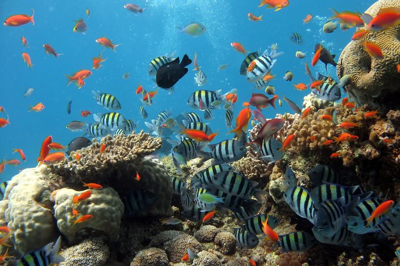 Mercan resifleri, Cnidaria filumuna ait deniz omurgasızlarının kalsiyum karbonat iskeletlerinden oluşur.