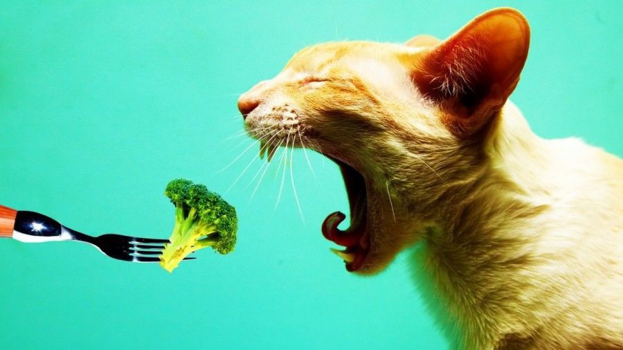 Kedi Ve Kopekler Vejetaryen Veya Vegan Beslenebilir Mi Evrim Agaci