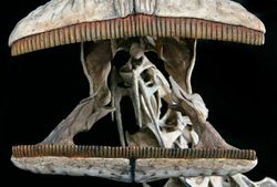 500 dişli dinazor olarak anılan Nigersaurus hakkında bilgi verebilir misiniz?