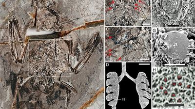120 Milyon Yıllık Kuş Fosilinde İlk Kez Akciğer Gözlemlendi!