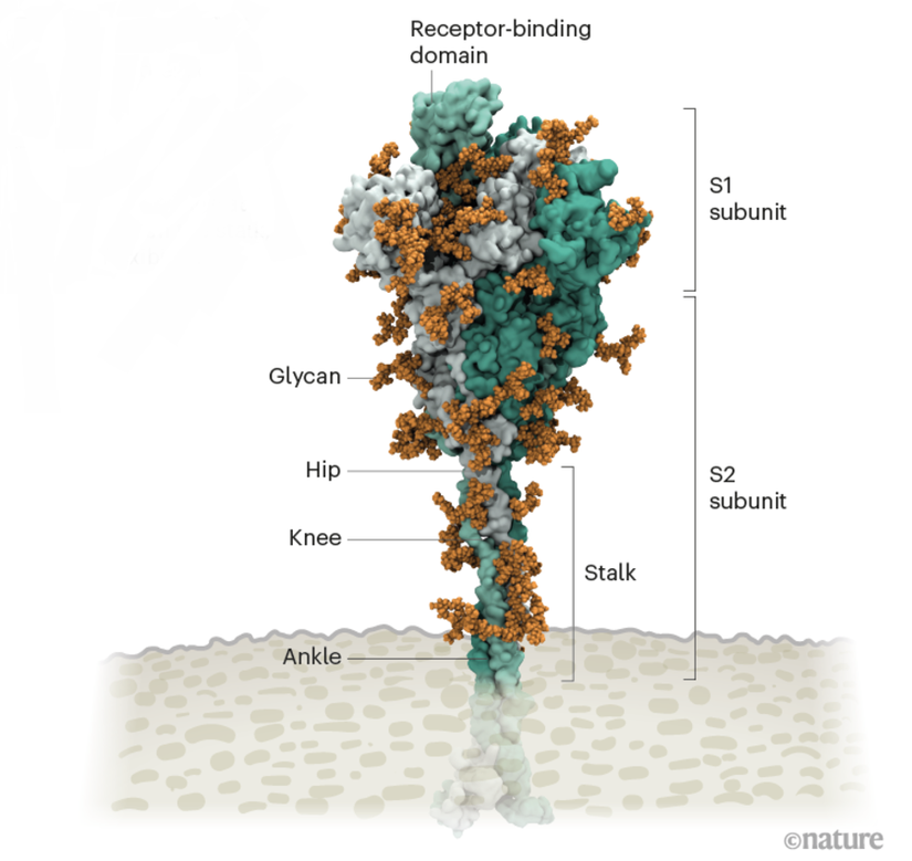 SARS-CoV-2 virüsünün mızrak proteini; virüsün, bağışıklık sisteminden kolayca saklanabilmesi için glikanlar (glycan) ile kaplıdır. Görselde ayrıca, glikanlar ile kaplı olmayan reseptör bağlanma bölgesi (RBD), diken proteinine esneklik ve bükülebilme özelliği kazandıran sap kısmı (stalk), ve enfeksiyonda önemli rolleri olan alt birimler (subunit) görülmekte.