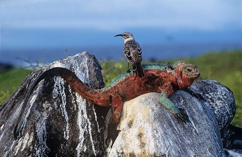 Galapagos kayalarında bir iguana, alaycı kuş ile birlikte...