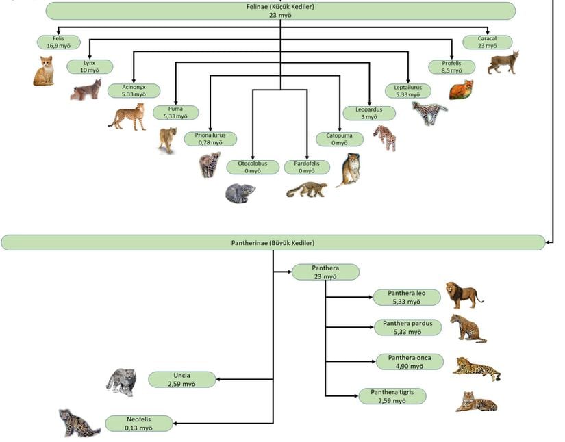 Felidae (Kedigiller) familyasının taksonomik sınıflaması.