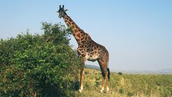Zürafa (Giraffa)