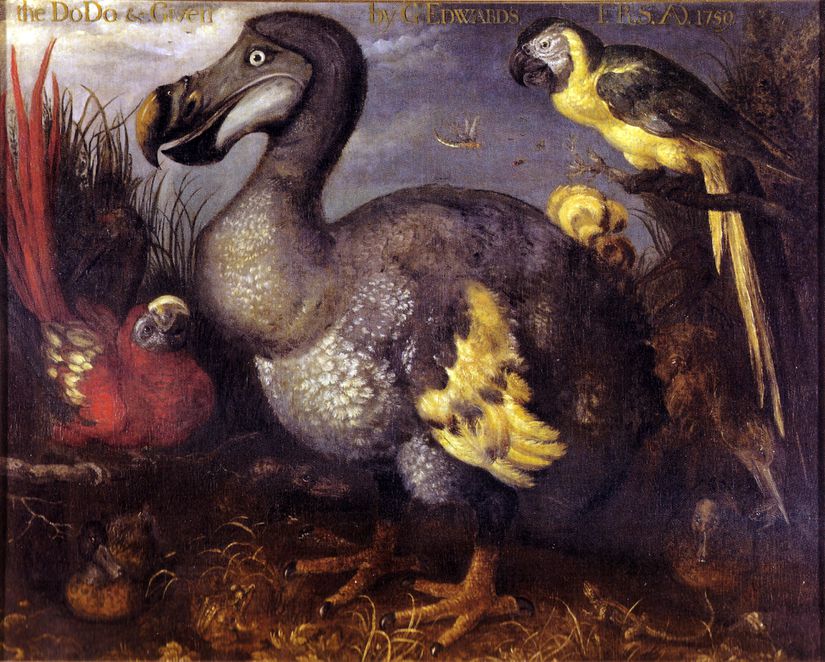 Edwards Dodo, l'une des peintures de dodo les plus célèbres