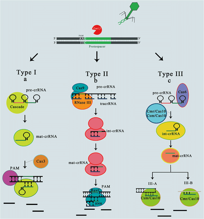 CRISPR-Cas sisteminin her üç türünde de CRISPR bağışıklığının mekanizması