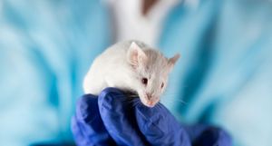 New Anti-Ageing Treatment Shows Promising Results In Mice