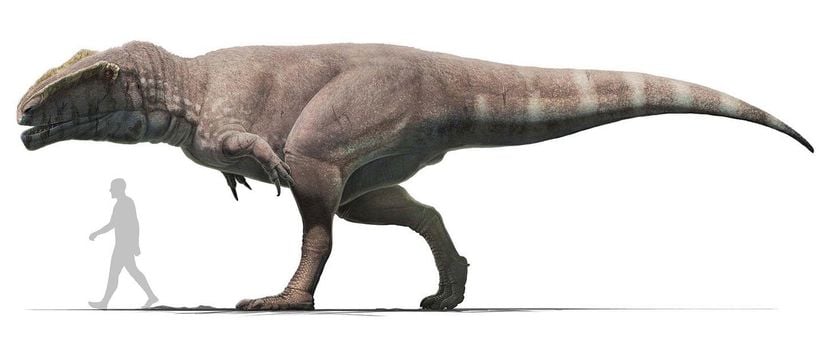 Bilimsel açıdan tutarlı Giganotosaurus tasarımı.