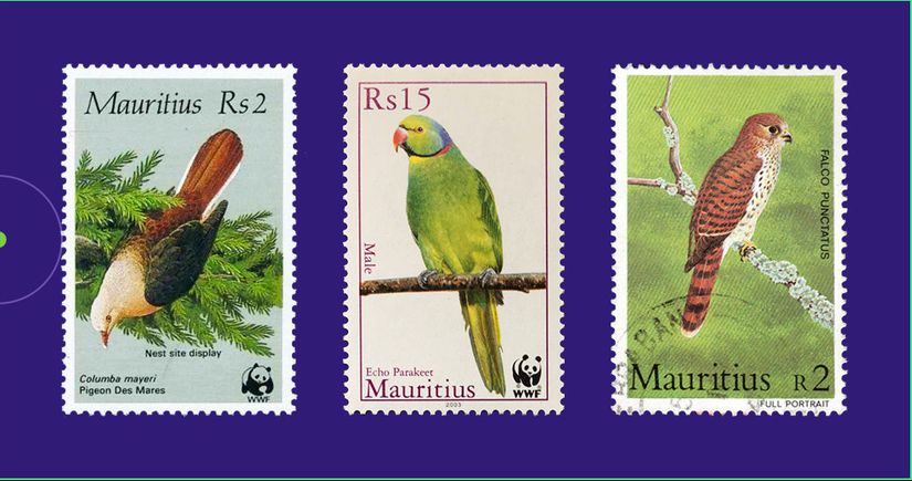 Soldan sağa: Pembe güvercin (Nesoenas mayeri), Morityus yeşil papağanı (Psittacula eques) ve Madagaskar kerkenezi (Falco newtoni).