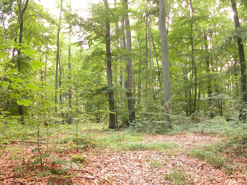 Yaprak döken ağaçlar, ılıman orman iklimlerinde baskın ağaç türüdür.