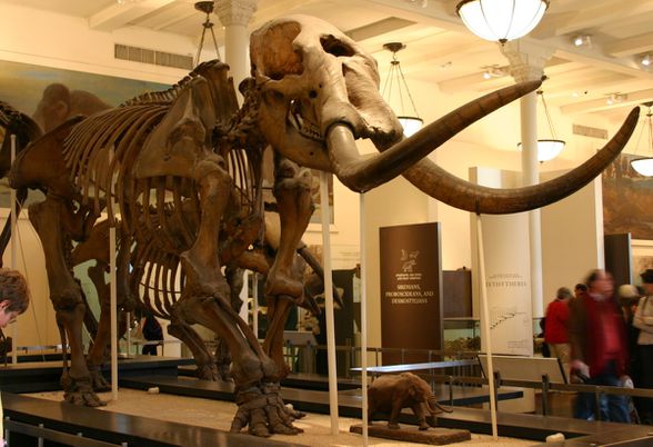 Mastodon Fosili (Amerika Mamutu)