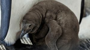 Pesto The Penguin Captivates Audiences With His Massive Size