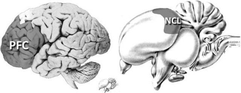 Soldaki beyin insana ait ve PFC beynin ön bölümünde bulunmaktadır. Sağdaki ise kuşlara ait bir beyin ve NCL beynin orta-üst bölümünde.