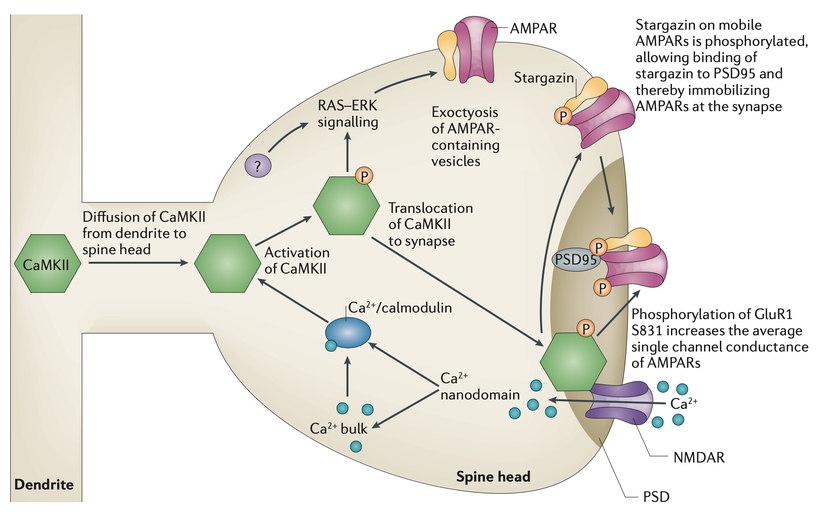 Belleğin hücresel mekanizmalarından LTP'nin moleküler olay dizgilerine ait şema. NMDA reseptörü aktivasyonu ile hücre içine giren kalsiyum iyonları, postsinaptik densitede AMPA reseptör sayısının artmasına neden olur.