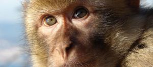 Bilim İnsanları Maymun Beyinlerini Hackleyerek Verilen Kararları Değiştirdiler!