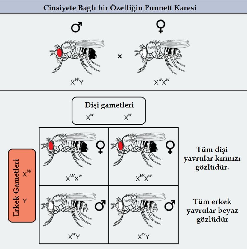 Cinsiyete bağlı özellikler çerçevesinde gerçekleşen çaprazlamalar, yavruların cinsiyetine bağlı olarak farklı fenotiplerin ifade edilmesini sağlamaktadır. Drosophila bağlamında bu, kırmızı ve beyaz göz farklılıkları anlamına gelir. Şekilde w beyaz göz mutant alelini, W ise yaygın tür olan kırmızı göz alelini temsil etmektedir.